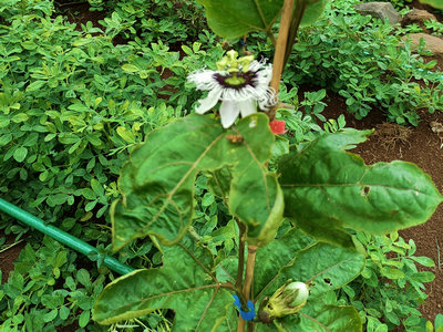 百香果种植，天气低于20度都不要打药，少淋水，吸收障碍