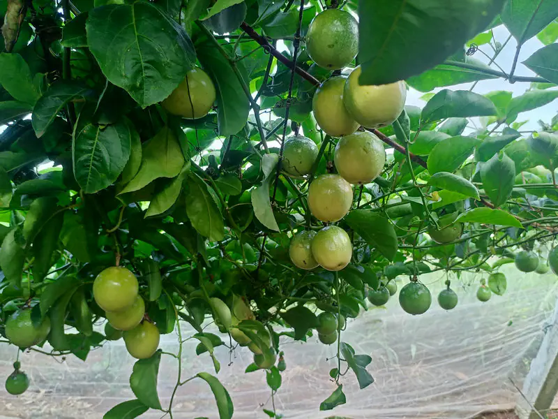 徐闻县甜甜科技行种植基地
