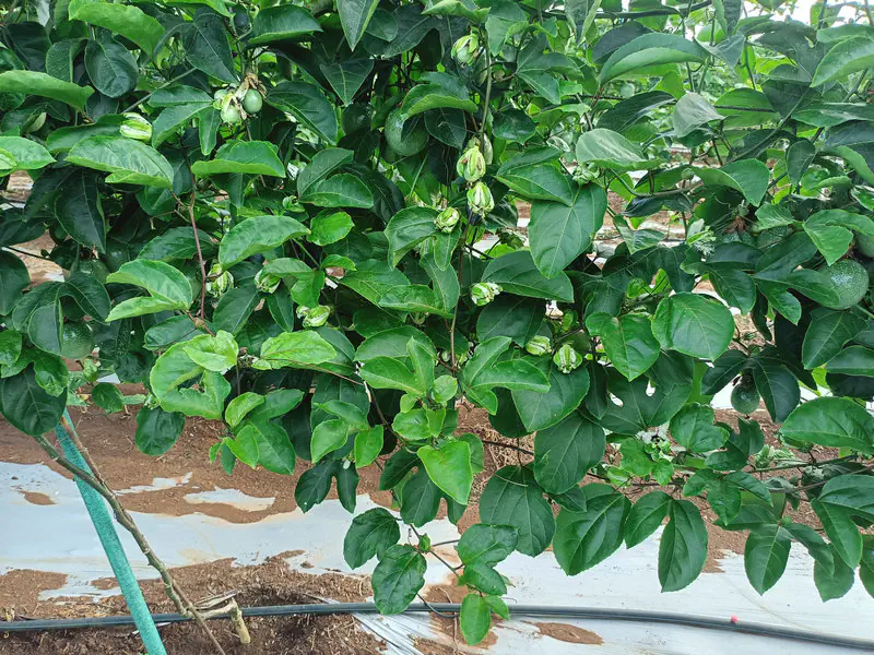 华东连锁茶饮品牌年度原浆供应