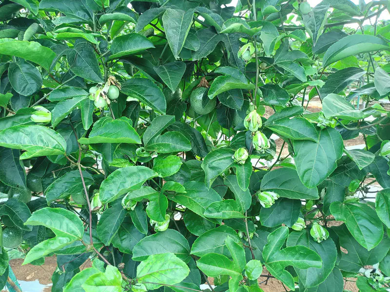 百香果茶